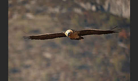 Bartgeier (Gypaetus barbatus)