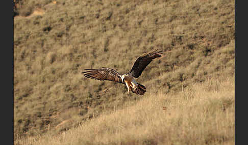 Bartgeier (Gypaetus barbatus)