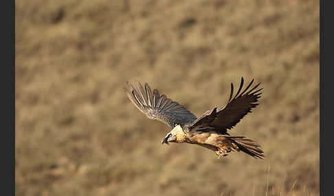 Bartgeier (Gypaetus barbatus)