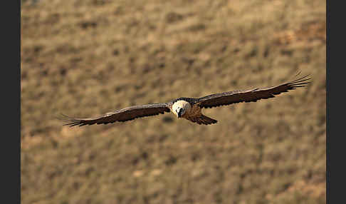 Bartgeier (Gypaetus barbatus)