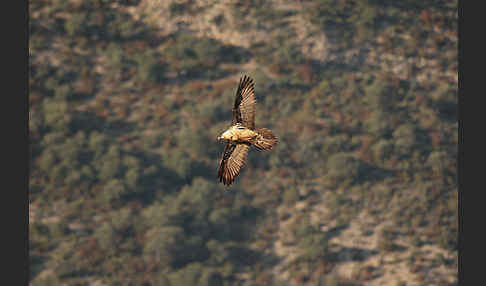 Bartgeier (Gypaetus barbatus)