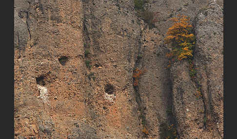 Gänsegeier (Gyps fulvus)