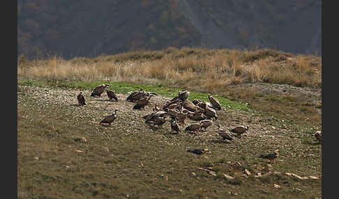 Bartgeier (Gypaetus barbatus)