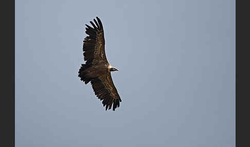 Gänsegeier (Gyps fulvus)