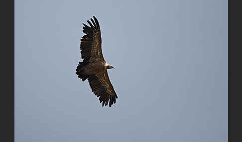 Gänsegeier (Gyps fulvus)