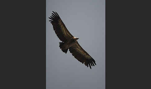 Gänsegeier (Gyps fulvus)