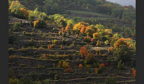 Spanien (Spain)