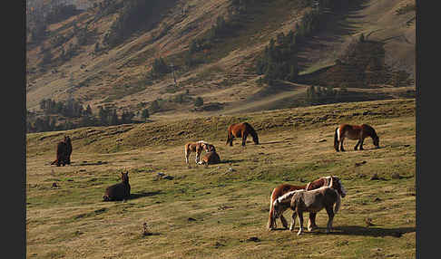 Hauspferd (Equus caballus)