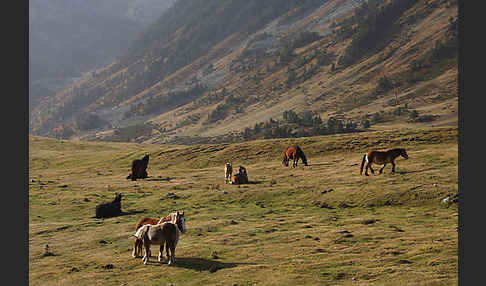 Hauspferd (Equus caballus)