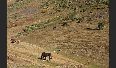 Hauspferd (Equus caballus)