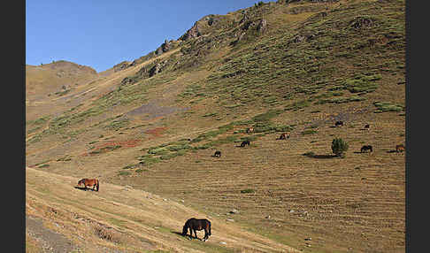 Hauspferd (Equus caballus)