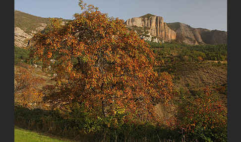 Speierling (Sorbus domestica)