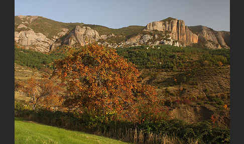 Speierling (Sorbus domestica)