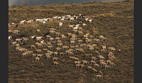 Hausschaf (Ovis gmelini aries)