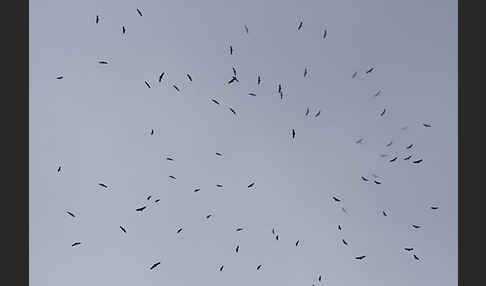 Gänsegeier (Gyps fulvus)