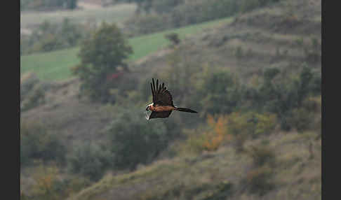 Bartgeier (Gypaetus barbatus)