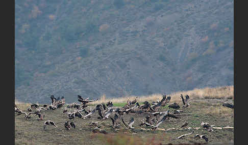 Gänsegeier (Gyps fulvus)