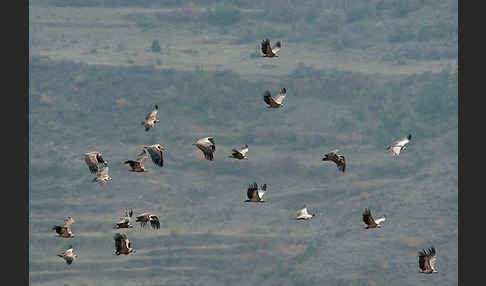 Gänsegeier (Gyps fulvus)