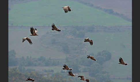 Gänsegeier (Gyps fulvus)