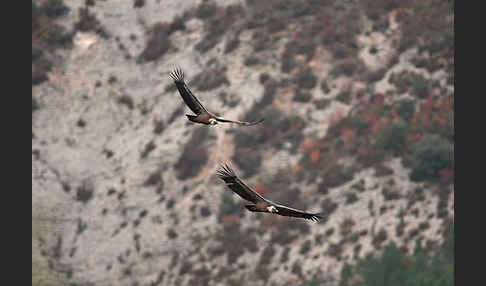 Gänsegeier (Gyps fulvus)