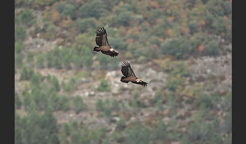 Gänsegeier (Gyps fulvus)