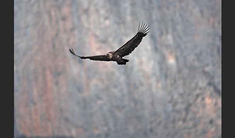 Gänsegeier (Gyps fulvus)