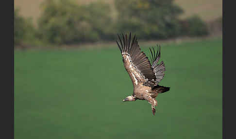 Gänsegeier (Gyps fulvus)