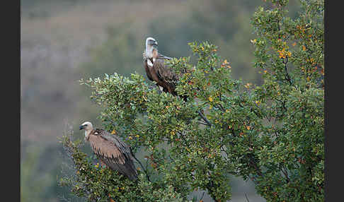 Gänsegeier (Gyps fulvus)