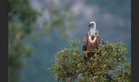 Gänsegeier (Gyps fulvus)