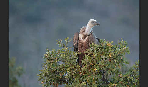 Gänsegeier (Gyps fulvus)