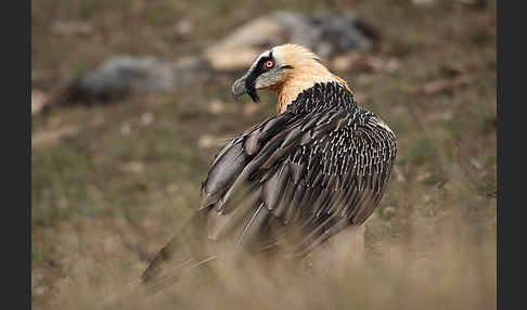 Bartgeier (Gypaetus barbatus)