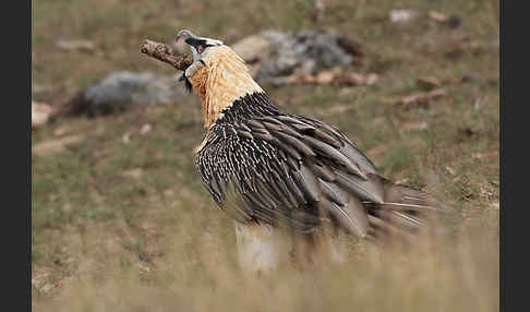 Bartgeier (Gypaetus barbatus)