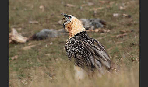 Bartgeier (Gypaetus barbatus)