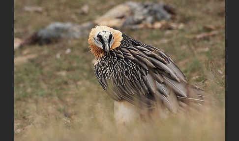 Bartgeier (Gypaetus barbatus)