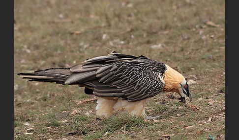 Bartgeier (Gypaetus barbatus)