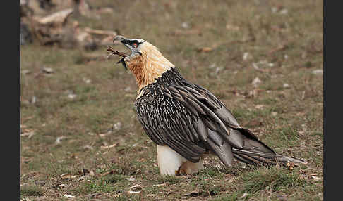 Bartgeier (Gypaetus barbatus)