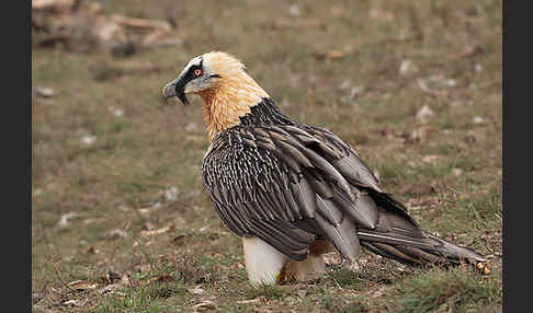 Bartgeier (Gypaetus barbatus)