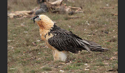 Bartgeier (Gypaetus barbatus)