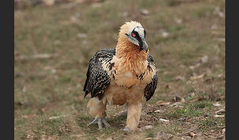 Bartgeier (Gypaetus barbatus)