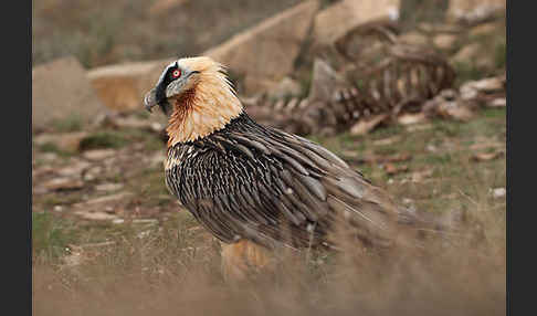 Bartgeier (Gypaetus barbatus)