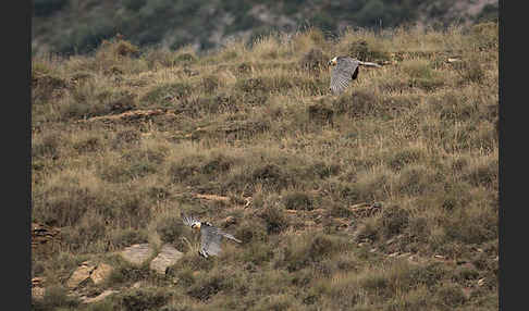 Bartgeier (Gypaetus barbatus)