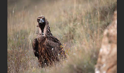 Mönchsgeier (Aegypius monachus)