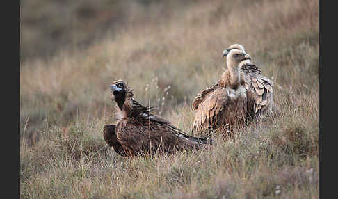 Mönchsgeier (Aegypius monachus)