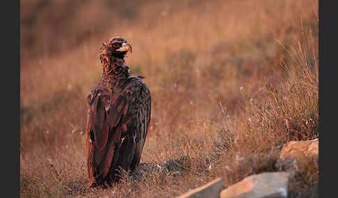 Mönchsgeier (Aegypius monachus)