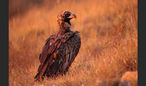 Mönchsgeier (Aegypius monachus)