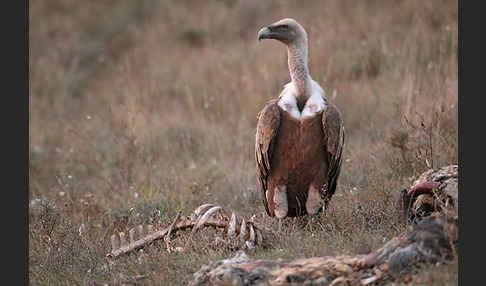 Gänsegeier (Gyps fulvus)