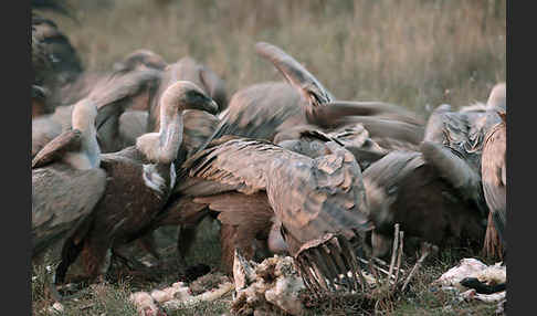Gänsegeier (Gyps fulvus)