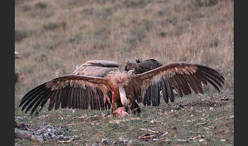 Gänsegeier (Gyps fulvus)