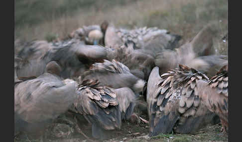 Gänsegeier (Gyps fulvus)