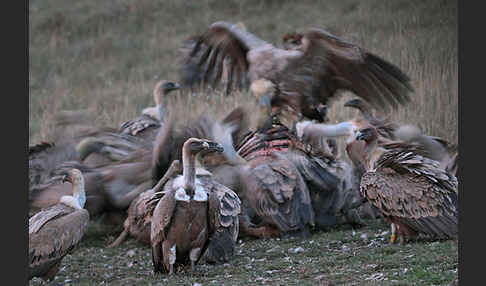 Gänsegeier (Gyps fulvus)